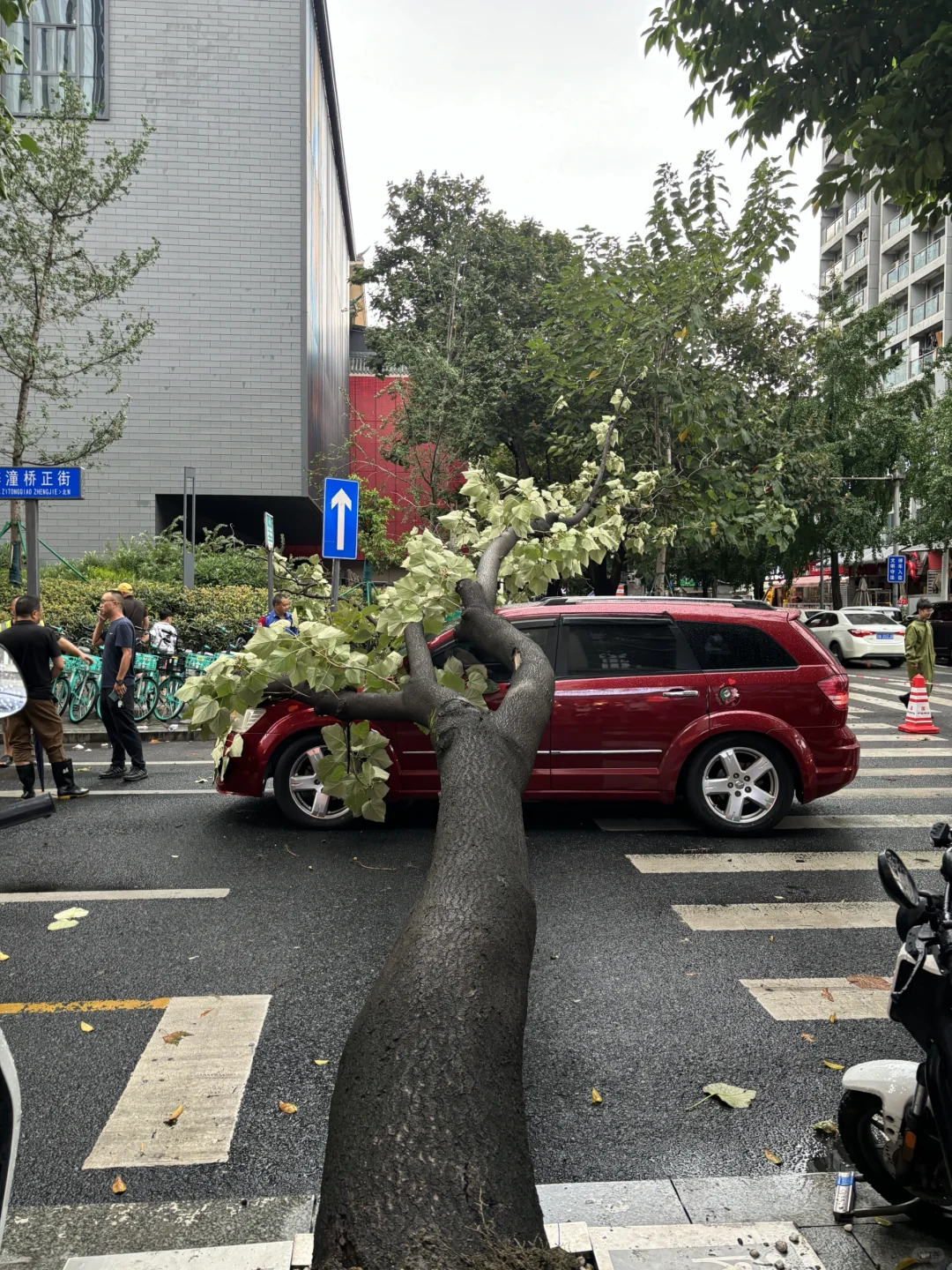 成都这几天又下暴雨又刮风！真离谱！