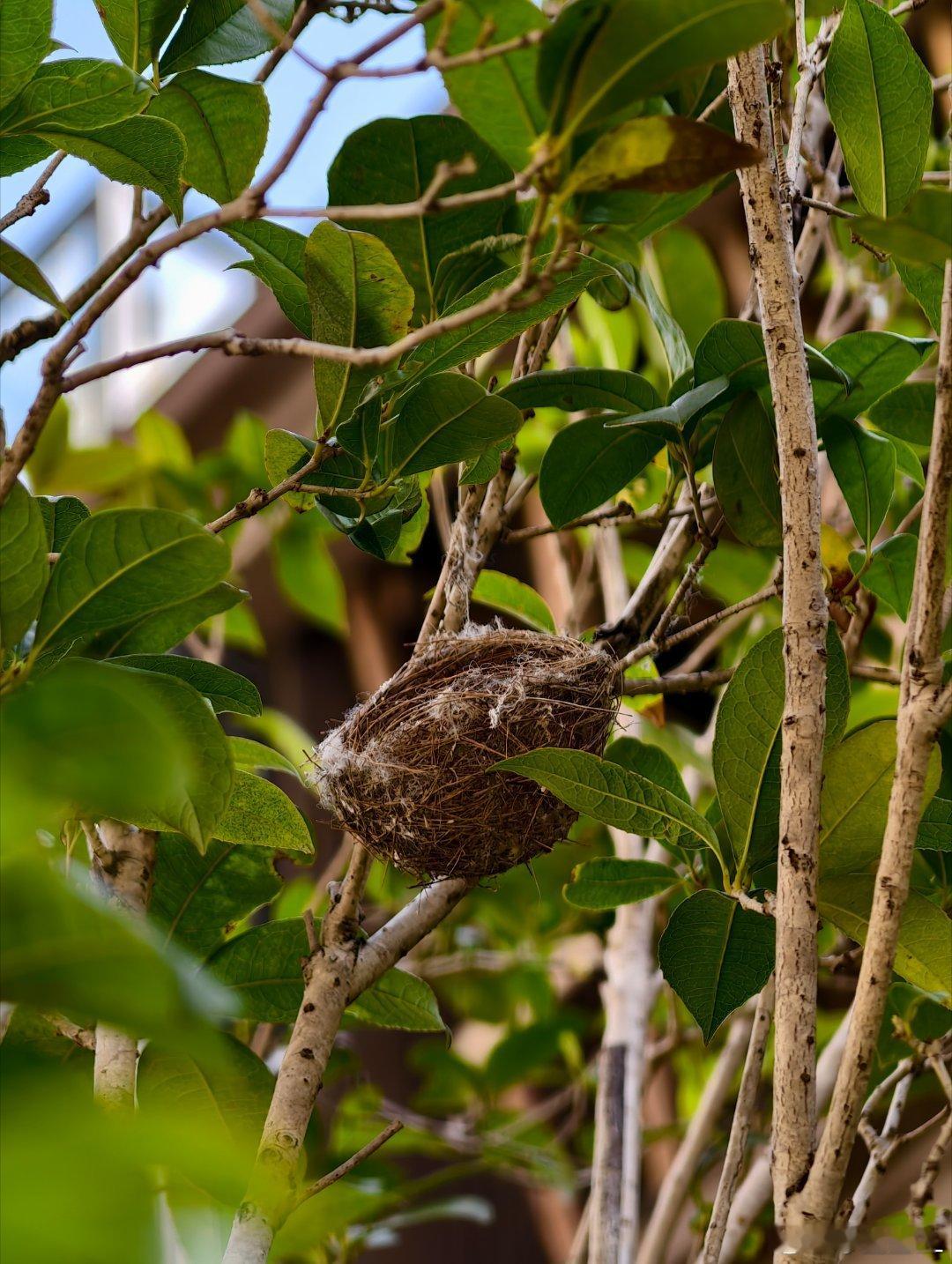 树上有个鸟窝看起来快掉了，急死我了！不知道有没有小鸟在里面，不敢碰又怕它摔了，碰