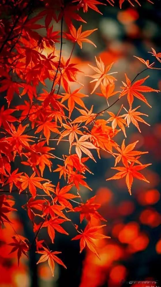 分享随手拍金黄色的树叶深秋的枫叶也格外漂亮！