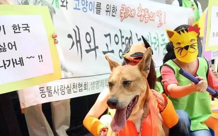 韩国历史上有着漫长的食用狗肉传统，但在美西方动物保护思潮、本土代际观念迭代影响下