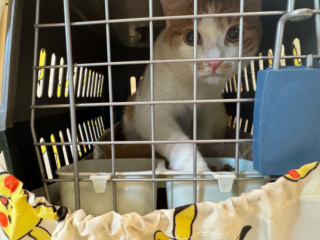 小波罗向幸福出发啦，大家都舍不得～感谢领养人为小浪猫续命20年，领养代替购买，愿