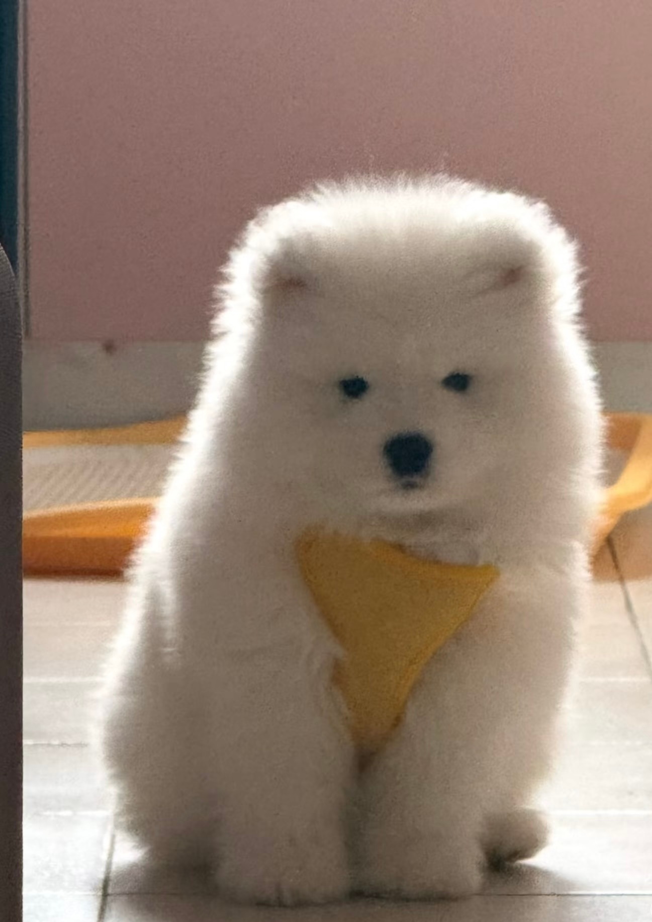 请问开饭了吗？ 