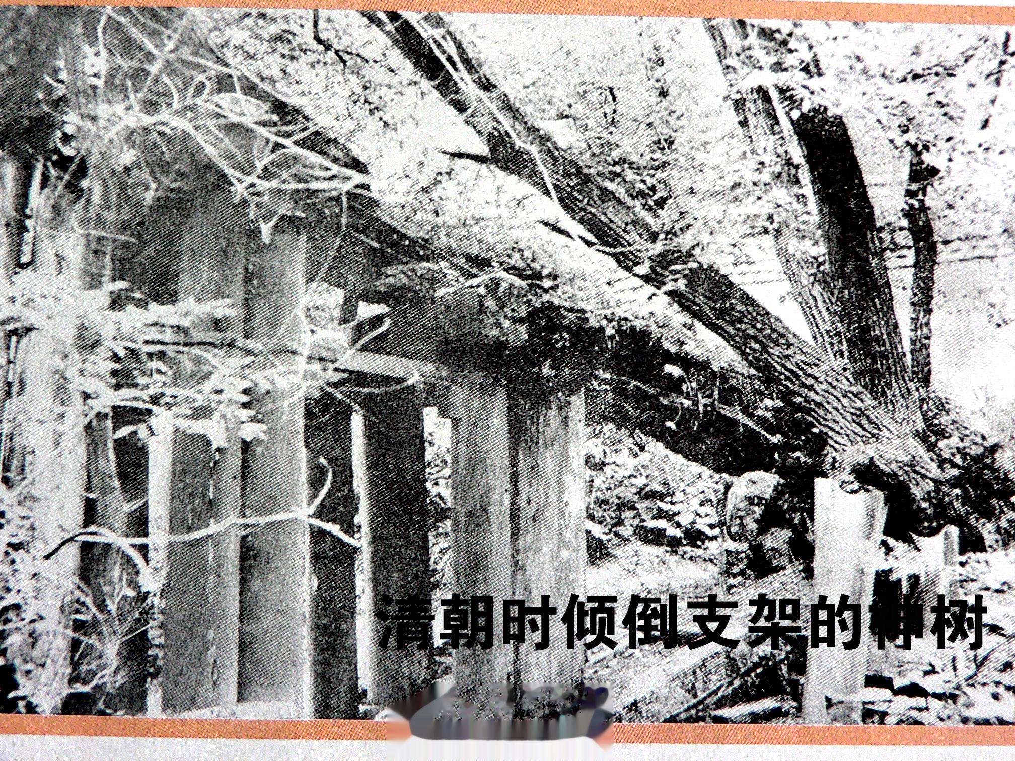 今天给大家讲讲永陵的“神树”     在永陵的兴祖坟前，不知何年，自然生长出一棵