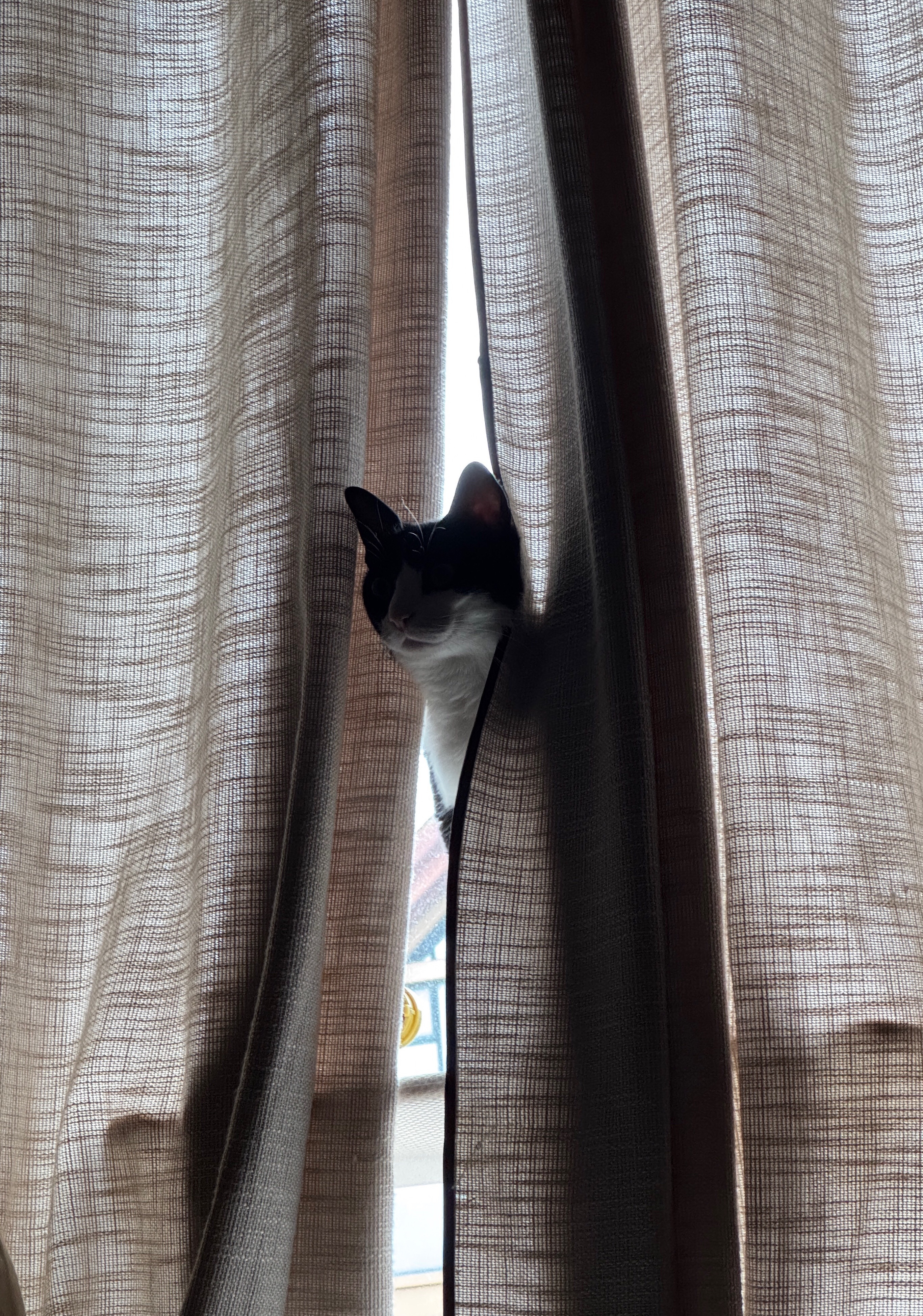 跑吧，周一到。daily奶牛猫 （投稿：） 