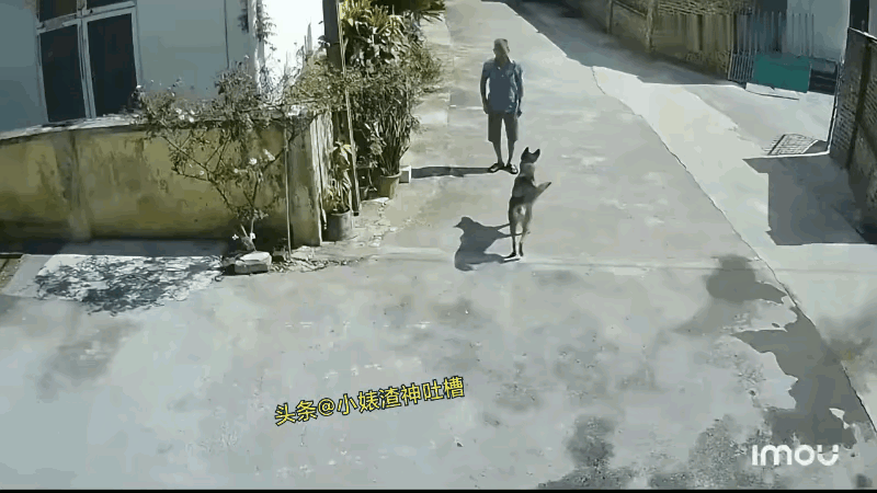 男子刚进村，冲出来一黄一黑两只恶狗拦住去路，而且黑狗有随时上扑的冲动，男子急中生