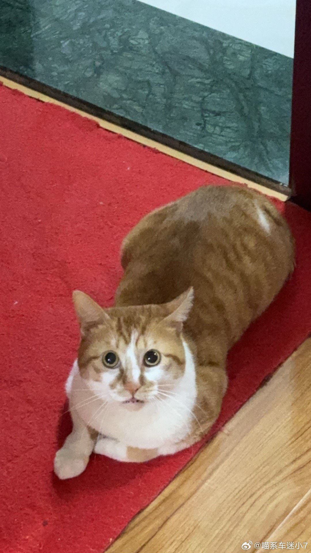 原来软柿子在人群里这么明显以为没养猫的时候一直感觉天下猫咪一张脸，后来养了一只面