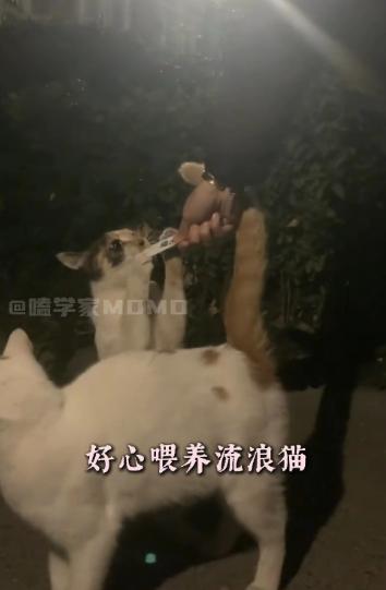 男子因喂流浪猫被捅身亡，妻子发声！男子被捅后一句“爸爸没事”竟成永别！

202