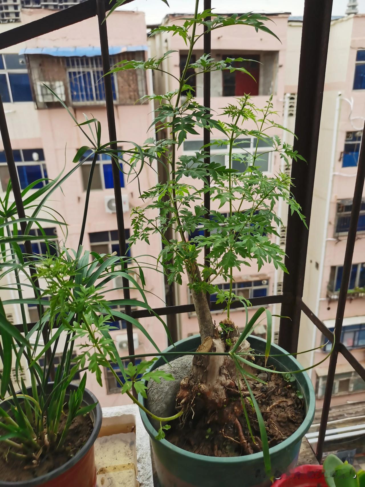 今天买个小荆疙瘩不知道怎么修剪[抠鼻][抠鼻][抠鼻]有没有懂的朋友