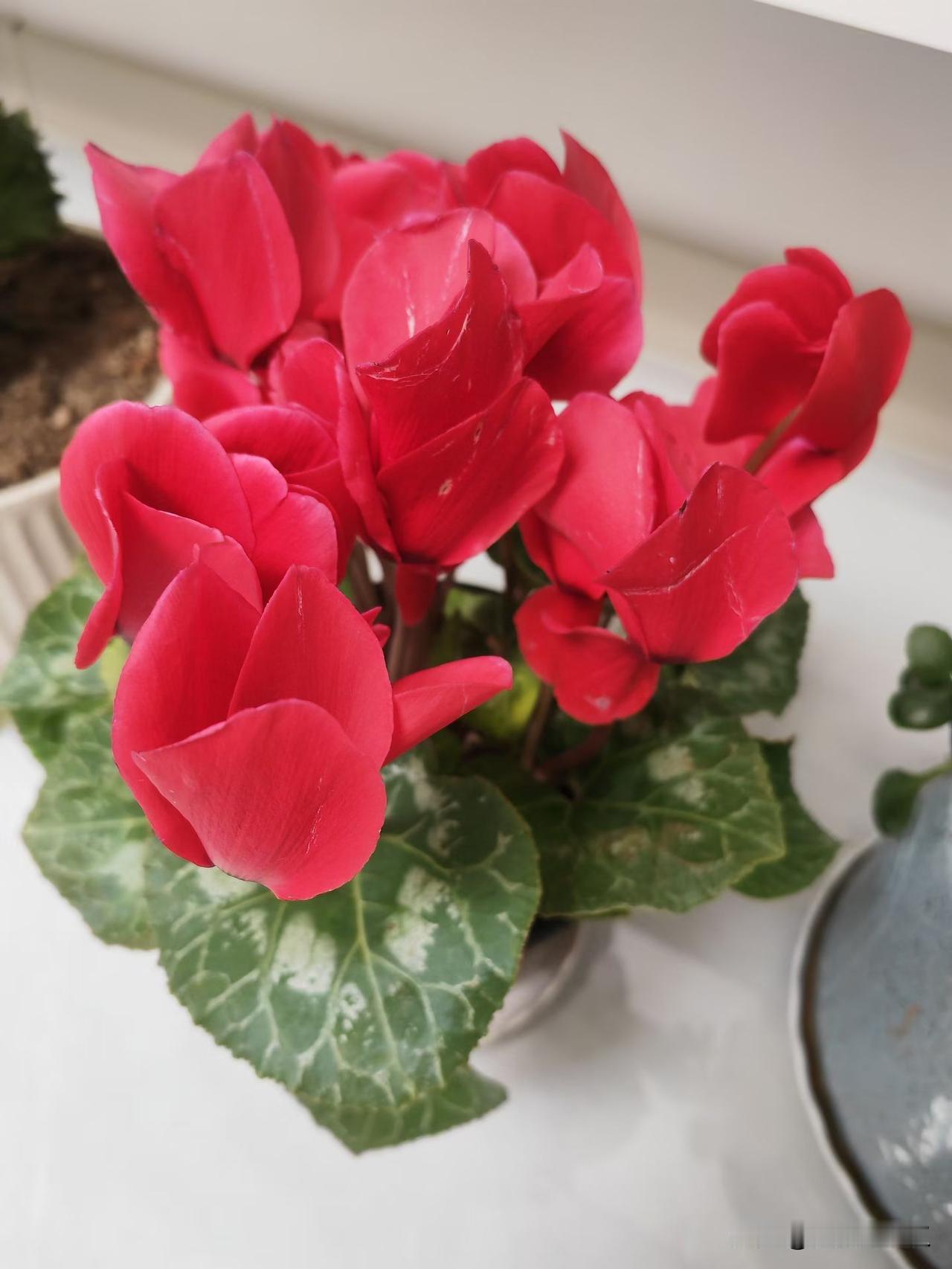 邻居家养的花也太好了吧！你看！艳红的仙客来挤成一团像盏盏小灯笼，粉紫、奶白的蝴蝶