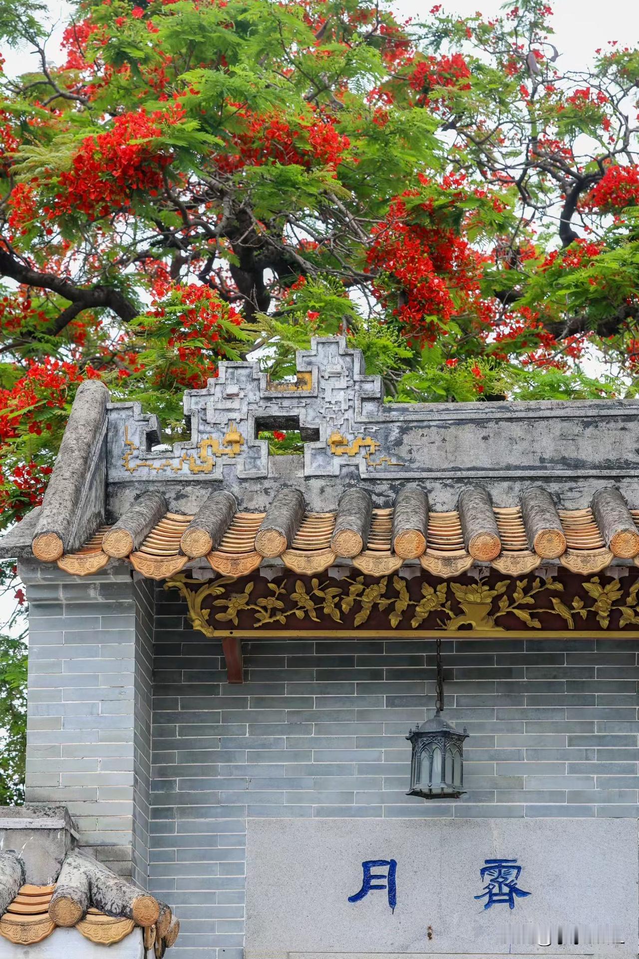 周氏大宗祠的凤凰花
晒图笔记大赛 
白云区南村村周氏大宗祠（俗称“孖祠堂”）旁的