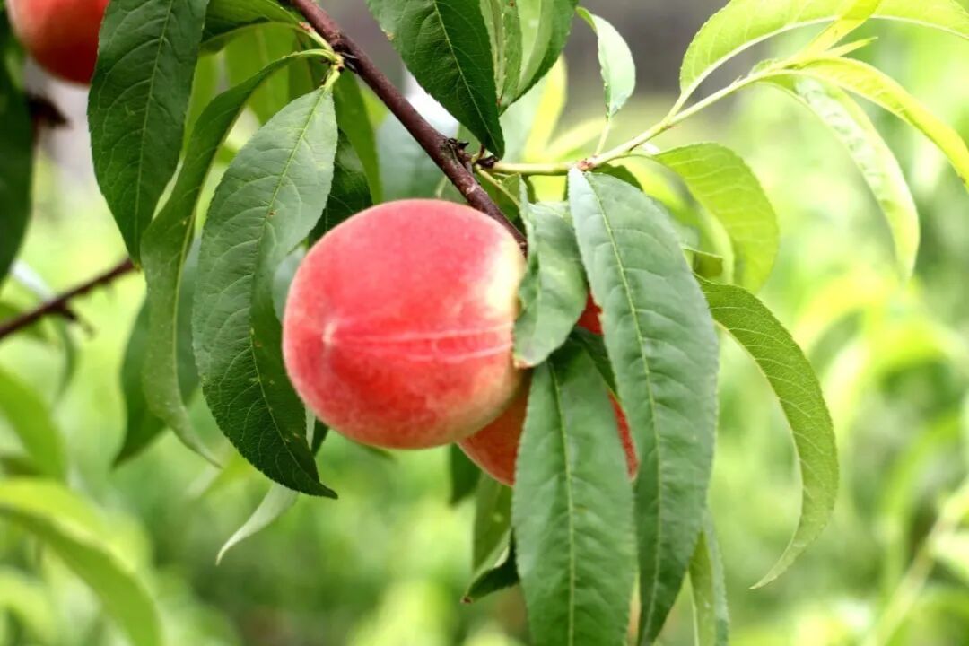 云和新岭村，沉甸甸的蜜桃已经压弯枝头，粉润桃子藏在绿叶间浙江云和一颗蜜桃结出共富