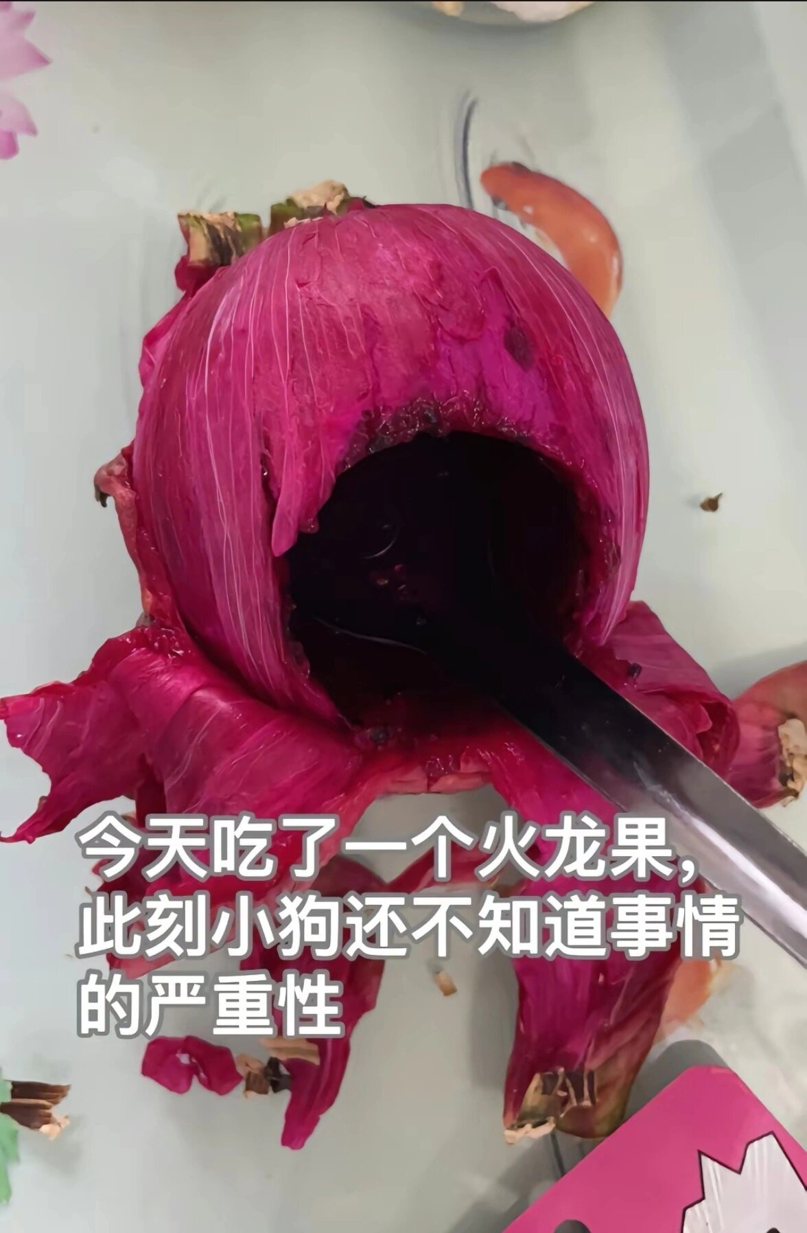 当网友尝试给自家狗子染头 ​​​