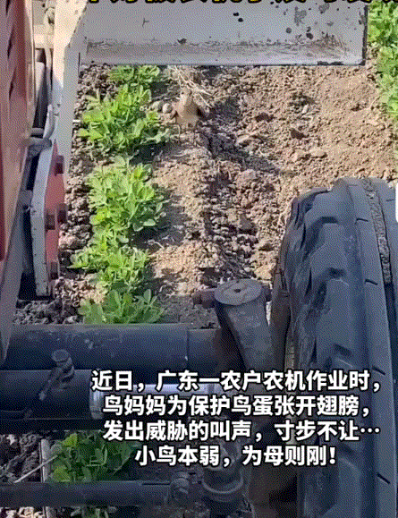 广东，一男子开着农机在田间作业时，就看到一只鸟站在农机前张开翅膀，此时的鸟妈妈不
