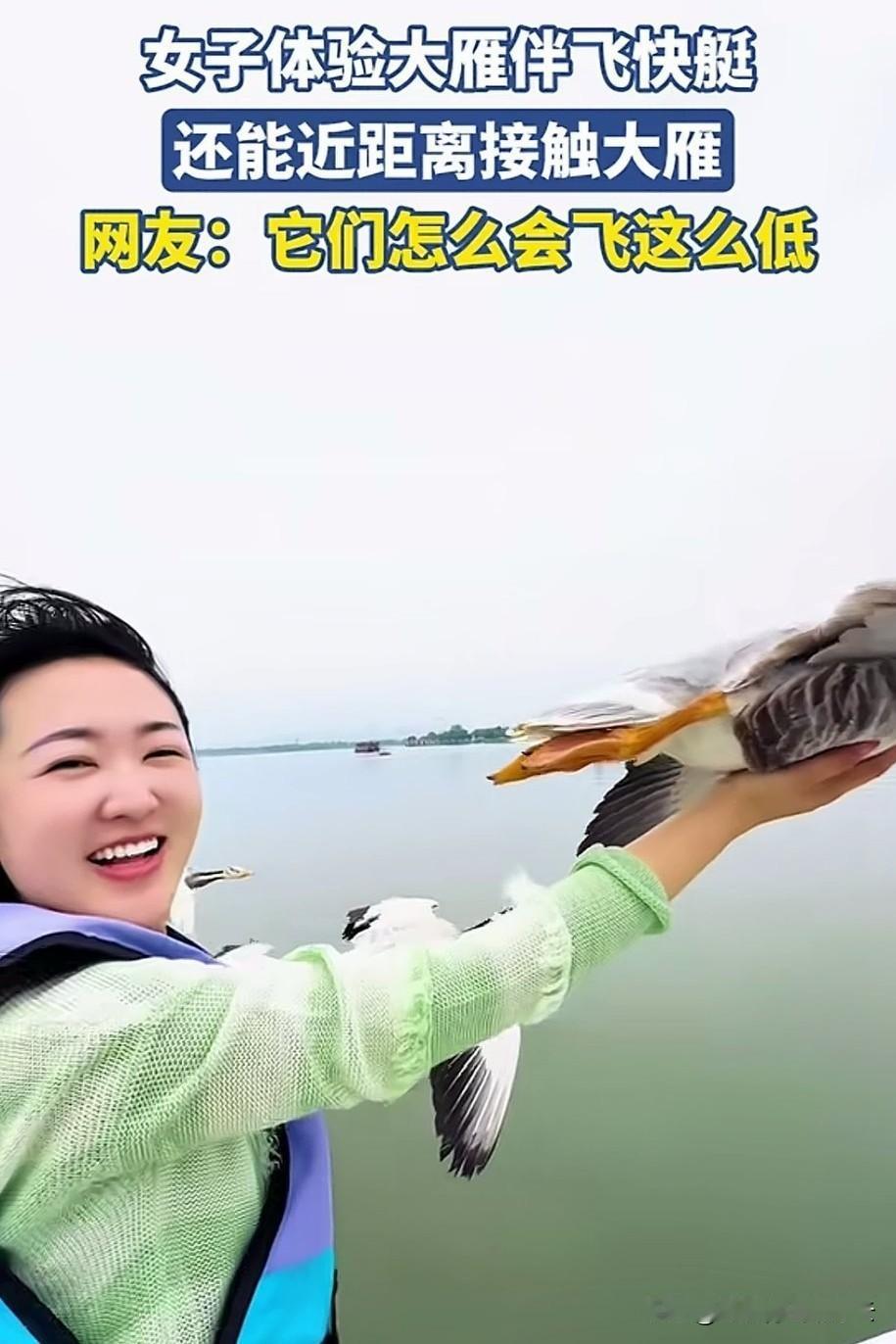大雁:你这个老六，不要挠我痒痒，我正在飞呢！
两脚兽:没事，你飞你的，我挠我的