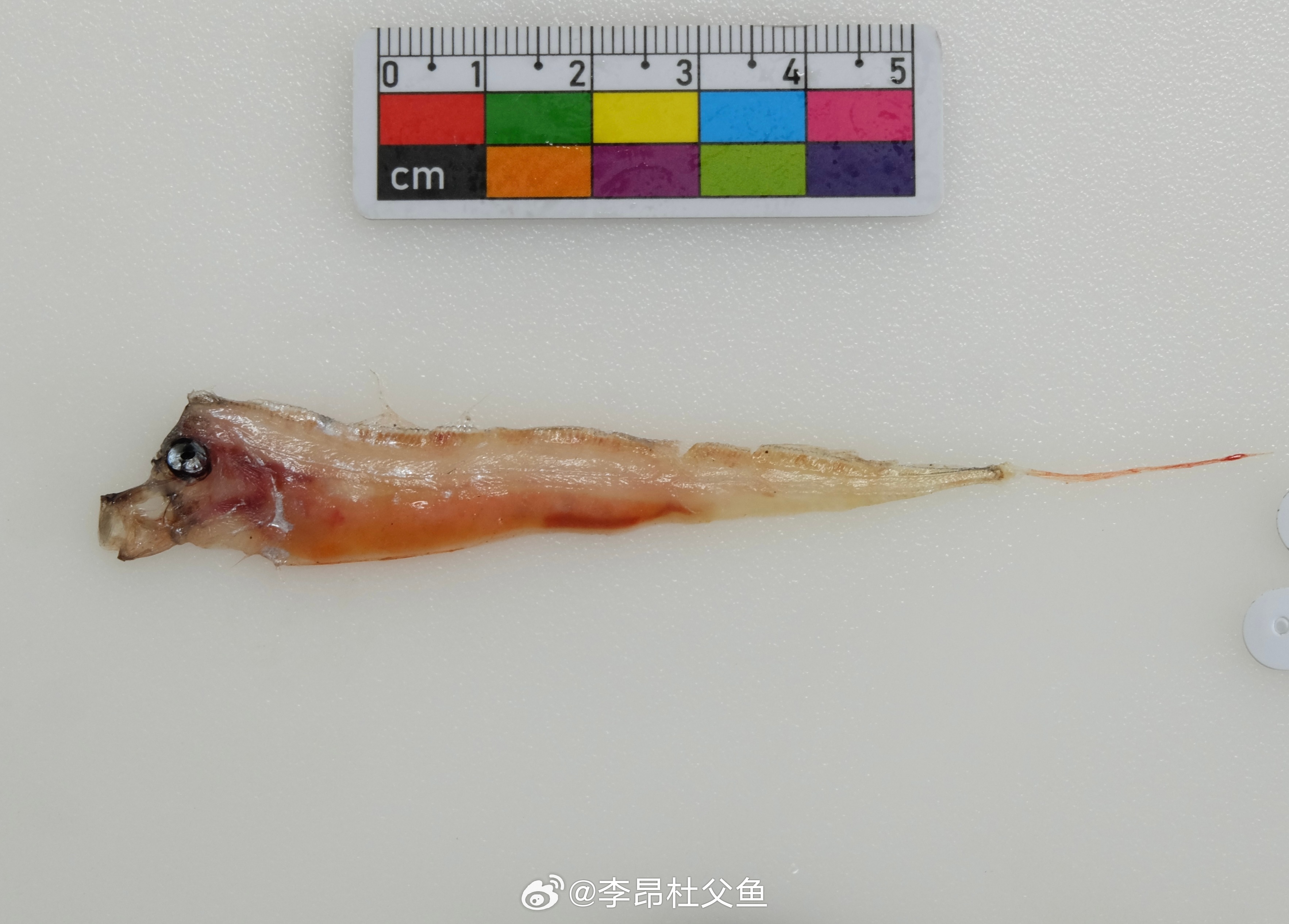 横带粗鳍鱼/Zu cristatus 和 杰氏粗鳍鱼/Trachipterus 