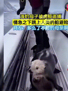 母爱真的是最伟大的力量。
它能产生超能力超智慧。
一个海豹妈妈叼着自己的宝宝，紧