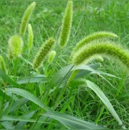 狗尾巴草
           一
本性杂草莫占田，
扮作谷穗混中间。
农夫犹恨