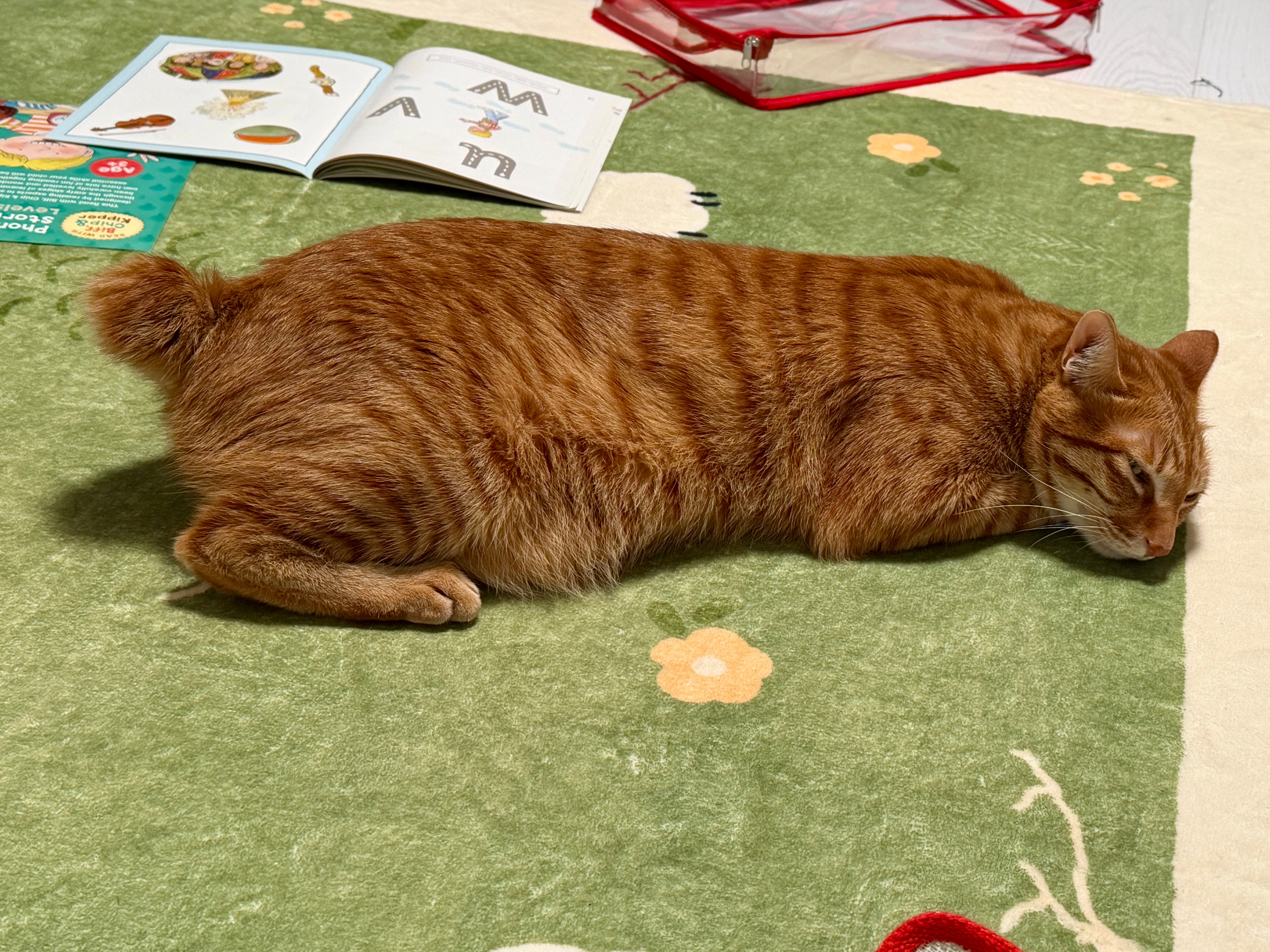 小孩说小猫可爱这个事本身就有点可爱。 