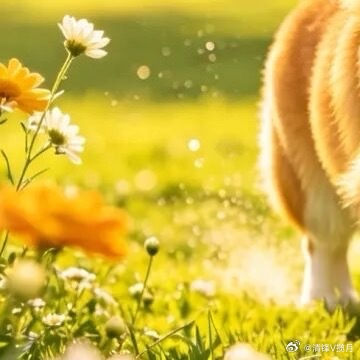愿你放下所有无谓的内耗，迎着晨光和全新的自己好好相拥。不必反复纠结得失对错，烦恼
