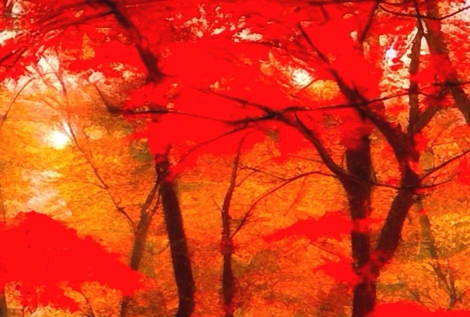 秋天的枫叶宛如一抹晚霞，渲染着大地的金黄色。漫步在枫林间，红叶似火，仿佛置身于浪