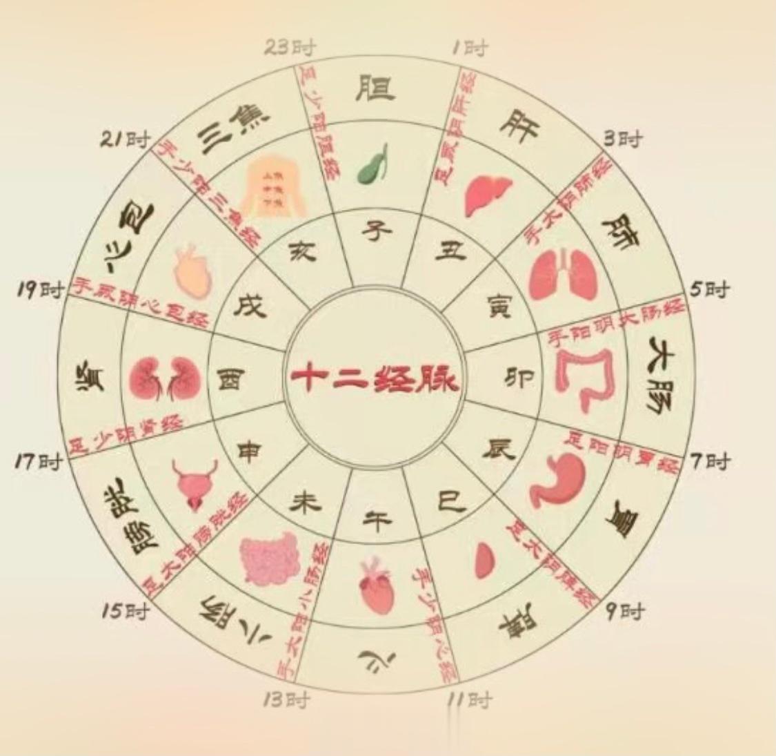#晚上十一点之前尽量入睡# 晚上11点~次日3点不睡，长期熬夜伤肝，肝脏影响代谢