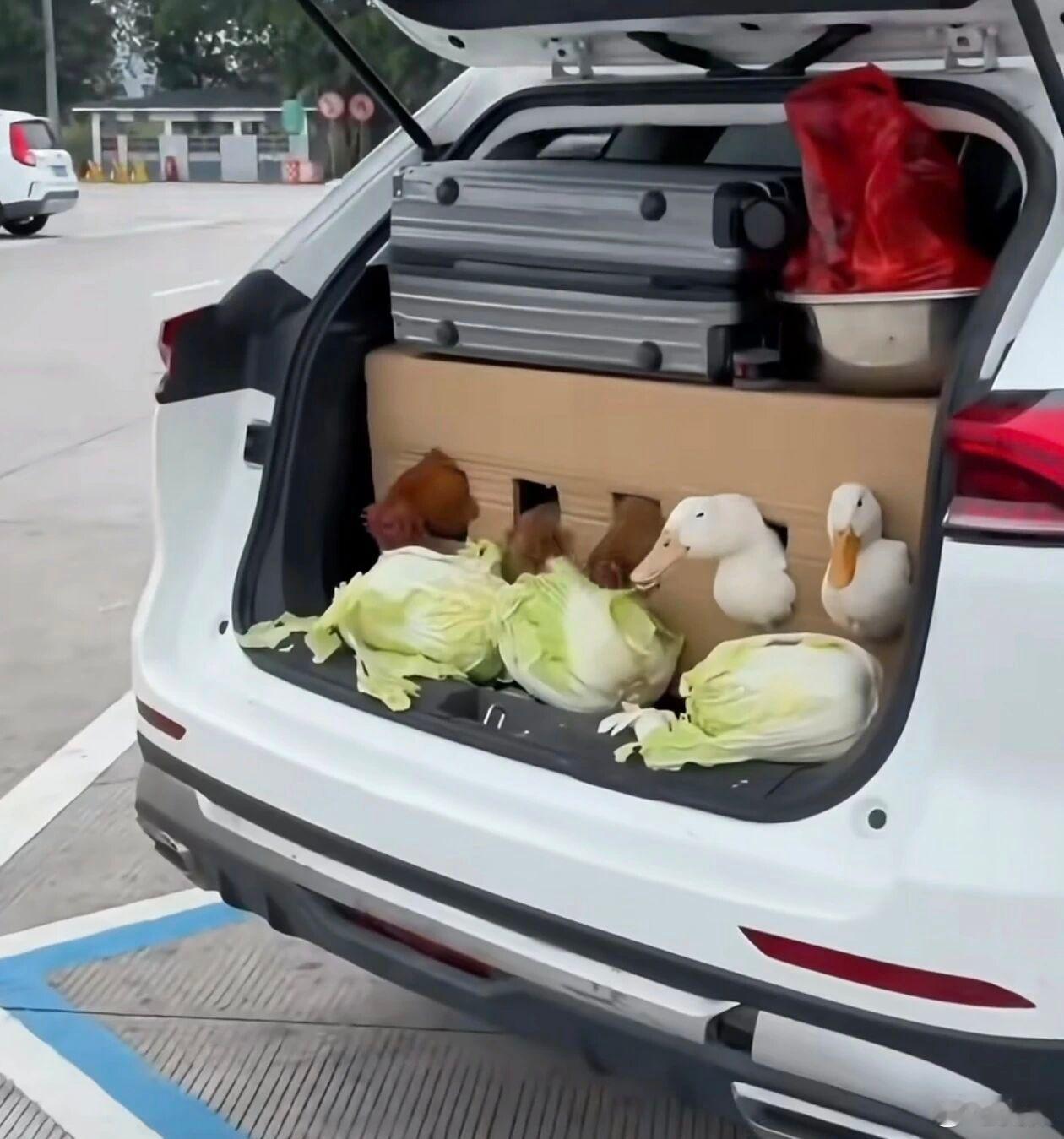 去买车的时候嫌后备厢太小不够装，销售说要那么大干嘛，你就把这十几张啪啪啪发给他…