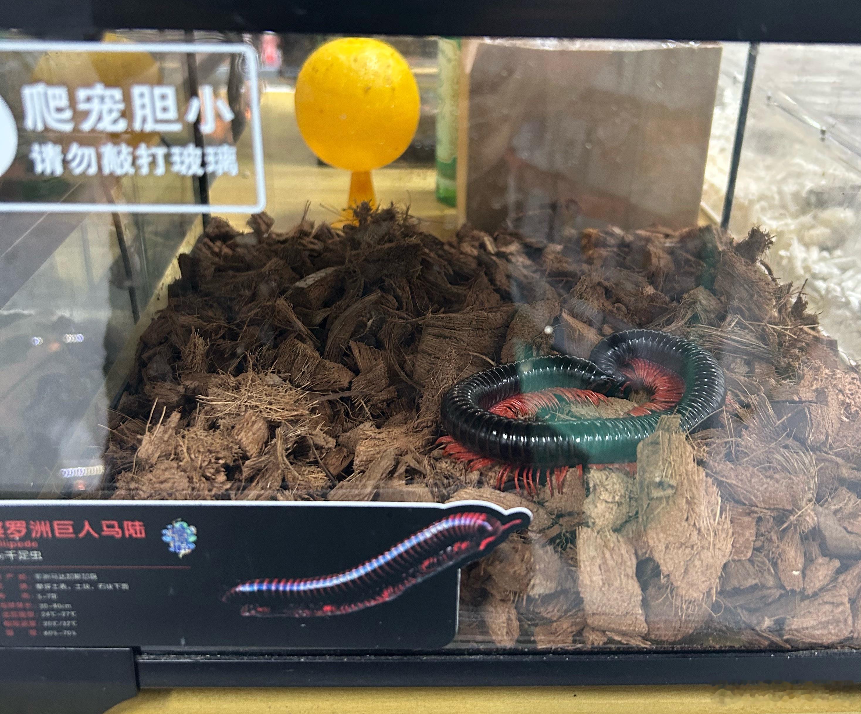 逛花鸟市场，居然还有卖马陆的！ 