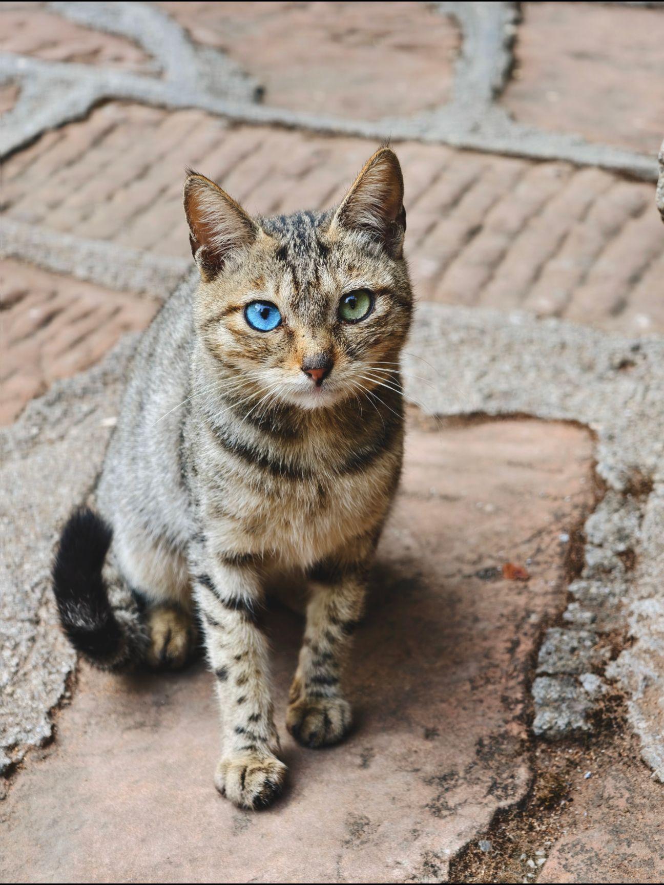 终于拍到异瞳狸猫 刚拍到的，好激动呀，因为这好少见，算是猫中锦鲤了，赶...