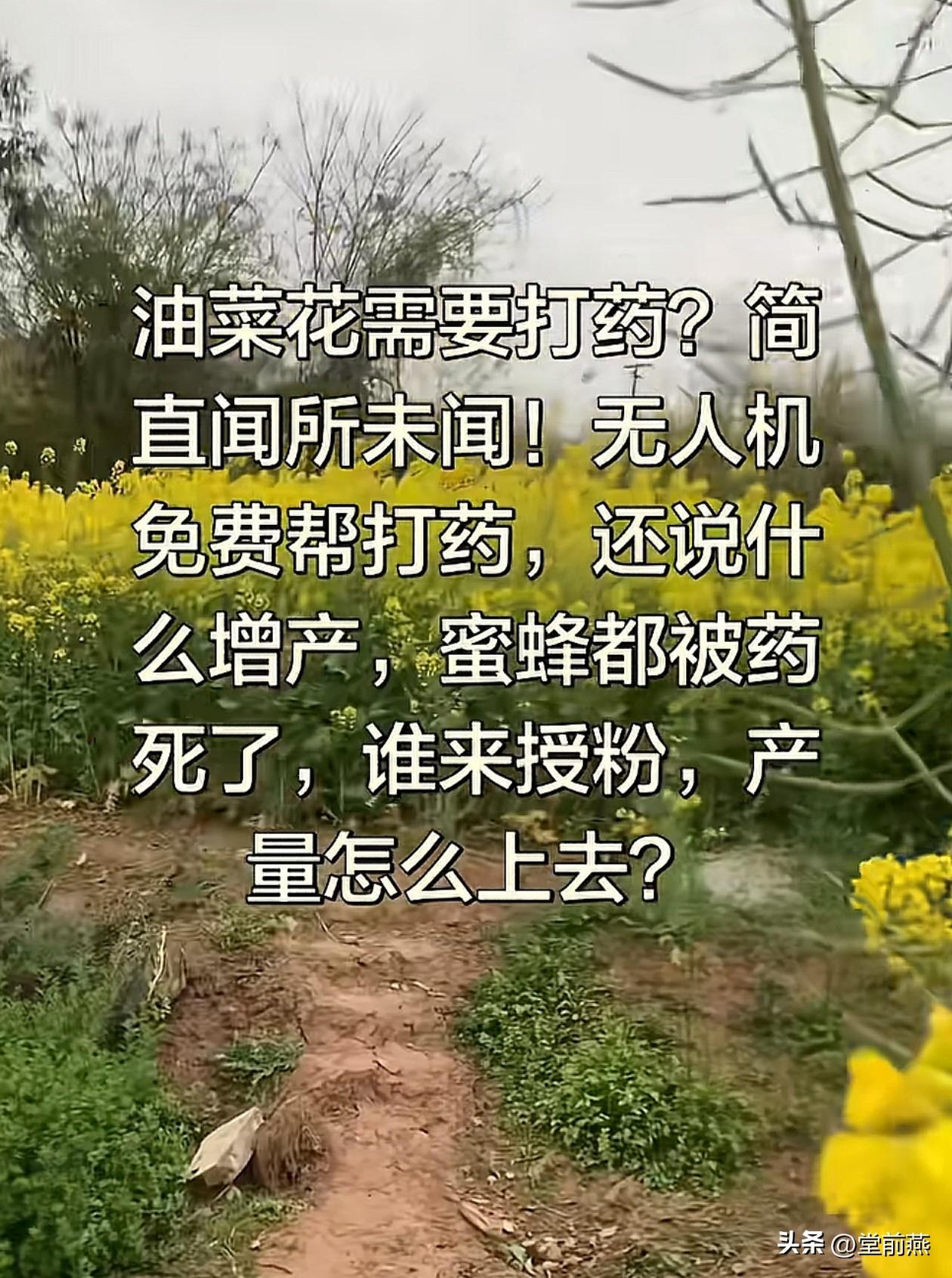 油菜花开花需要打药?简直闻所未闻!无人机免费帮打药，还说什么增产，蜜蜂飞来采蜜被