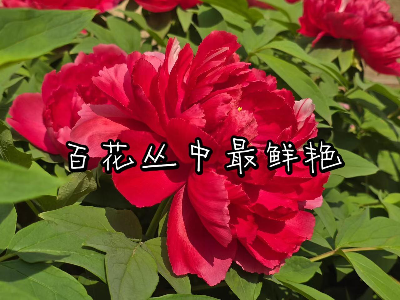 百花丛中最鲜艳