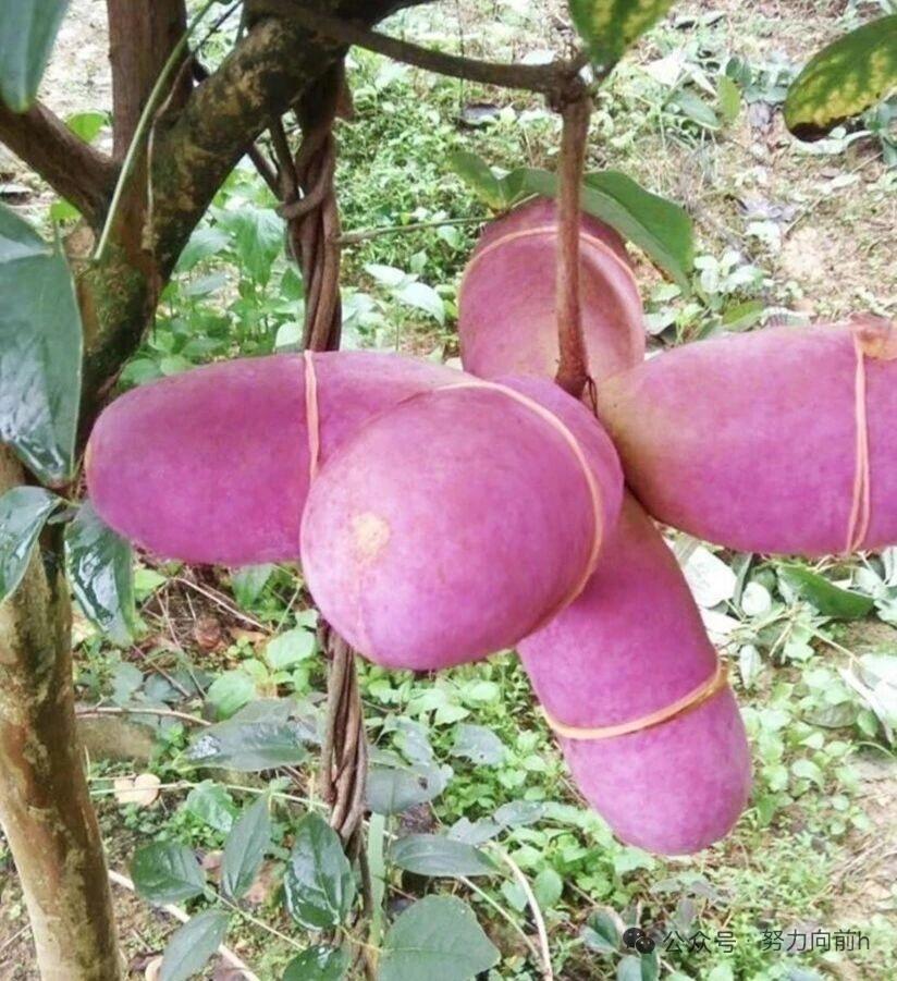 从图片来看，这些挂在藤蔓上的深紫色果实并非AI生成，而是真实存在的植物——八月炸