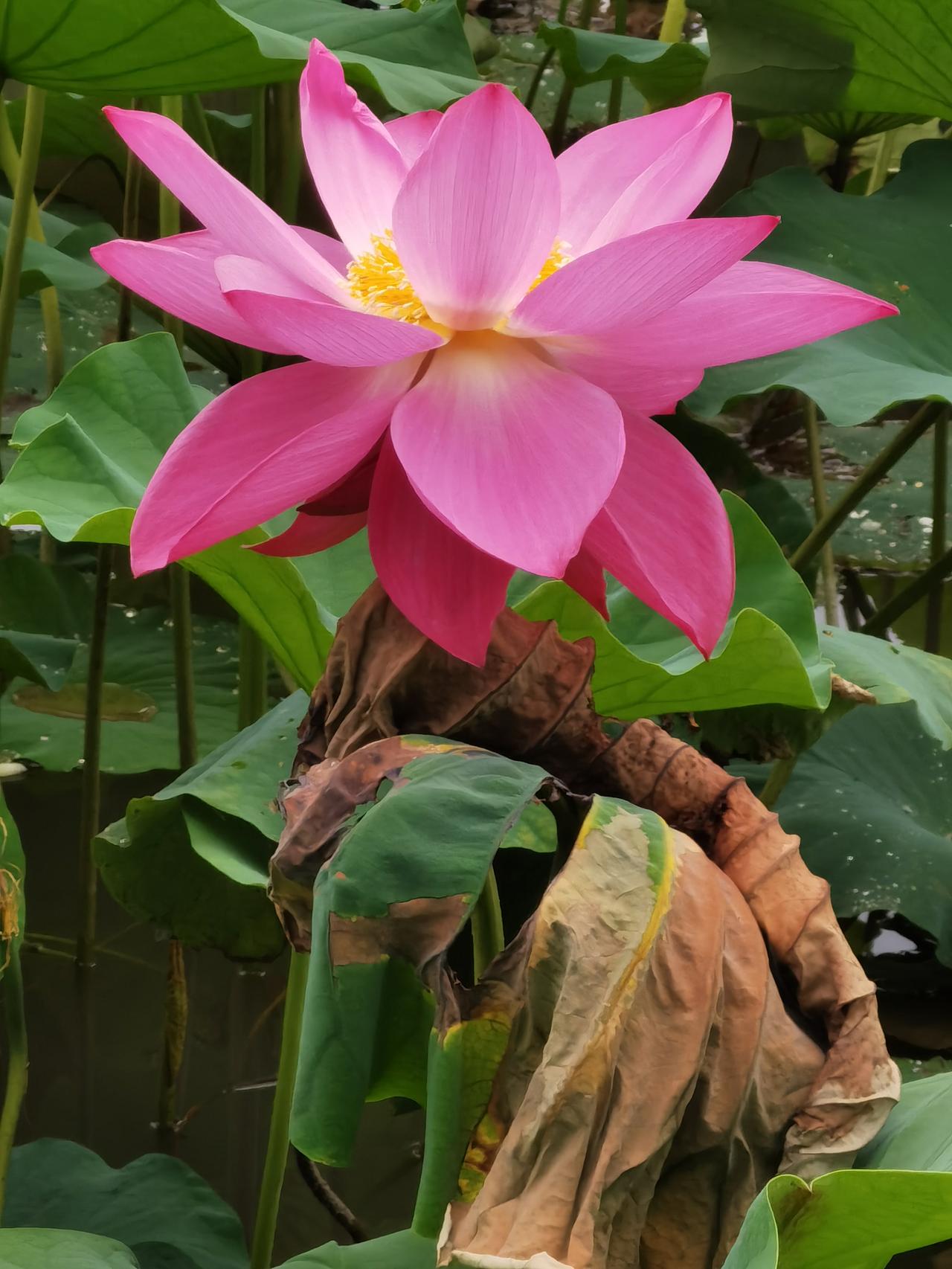 承德武烈河的荷花正在盛开，开的最漂亮的区域在滨河公园，也就是建材城对面的一片区域