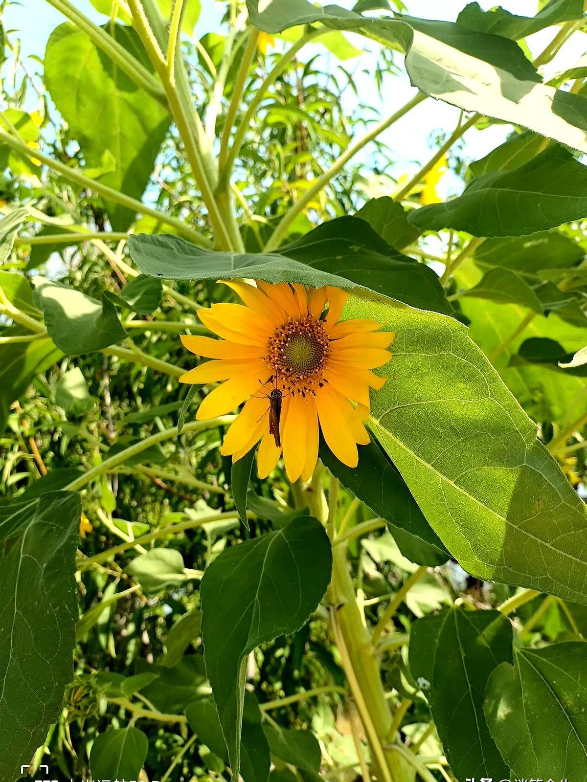 发完就给自己点赞，流量真会涨吗？

一位写作者在今日头条每发一条内容，立刻给自己