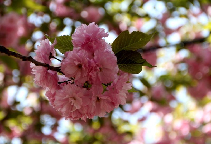 七绝|丙午柳絮吟
飞花柳絮碧波扬，
又见红樱落瓣苍。
四月随风云水滟，
独留惆怅