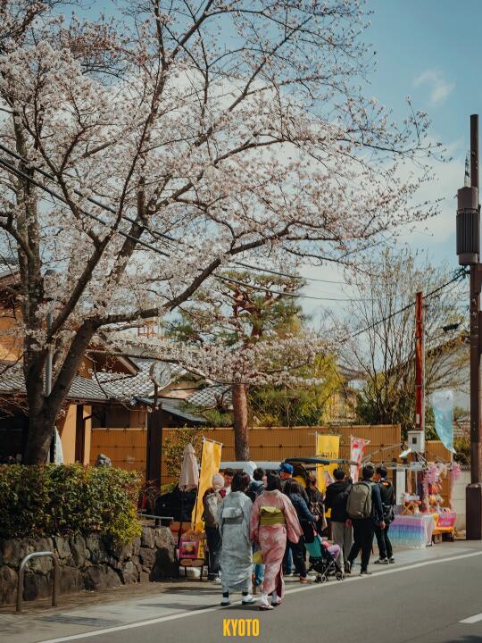 漫步京都樱花道，仿佛穿越到诗意的春天！