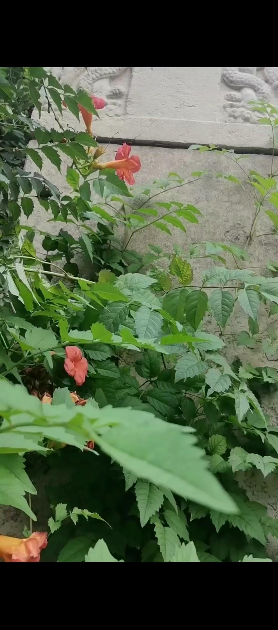 骑行发现明代石碑？背后故事太震撼！去年夏日骑行偶遇南小陈村的奇景——一块完整的《