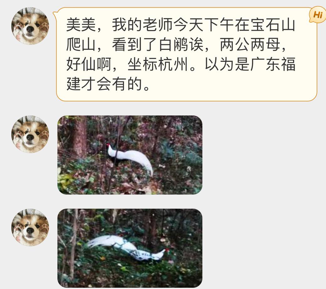 #鸟粉投稿# 爬山偶遇一只【白鹇】（生僻字念半边它真的好漂亮呀！ ​​​