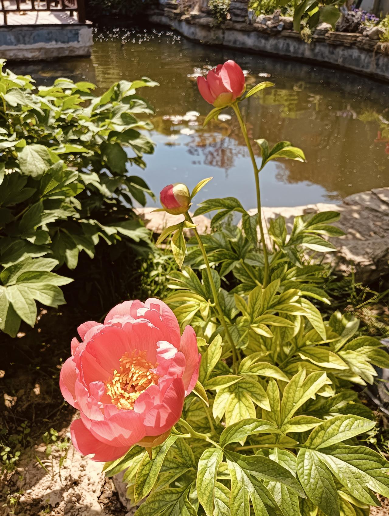 落日珊瑚:进口芍药，颜值在线，总算是对版了!芍药花图 鲜芍药