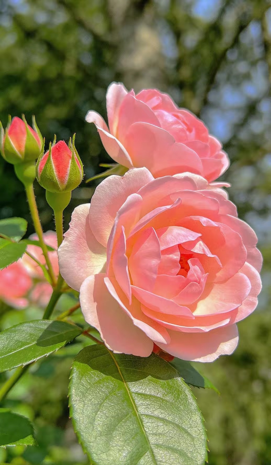 中国四大名花！第四个你一定知道！1.牡丹2.菊花3.山茶4.？聊聊你心目中的第四