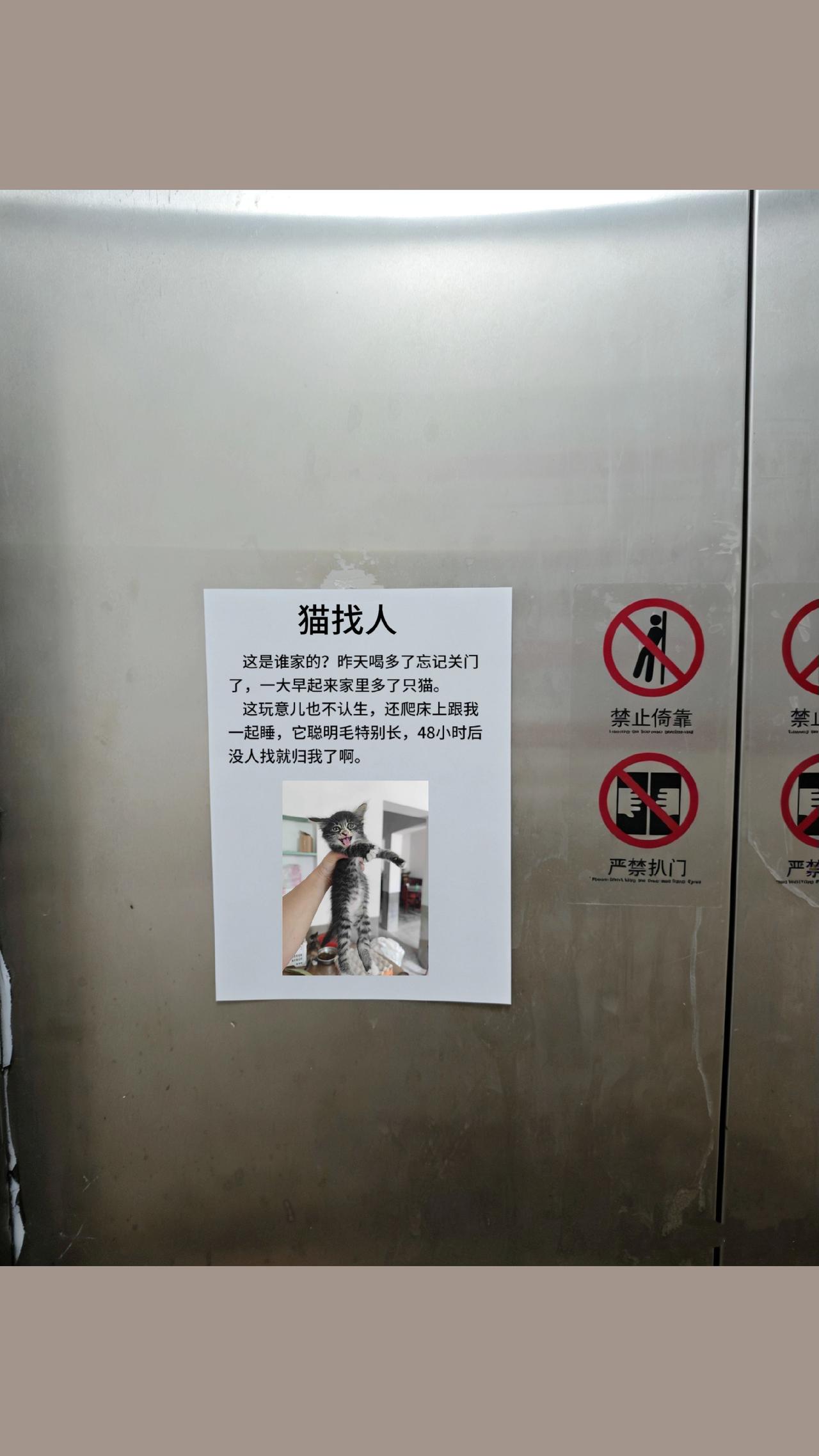 我是不是要有猫了？猫咪 萌宠出道计划