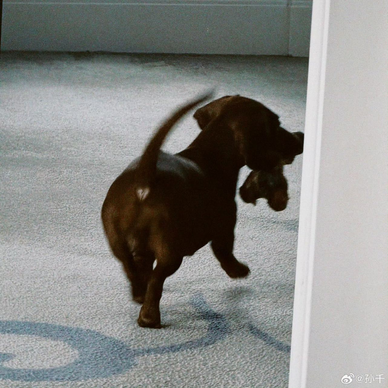 孙千写的小狗文学好有灵气孙千 到底谁设计的小狗 真的有和孙千同样的问题！到底是谁