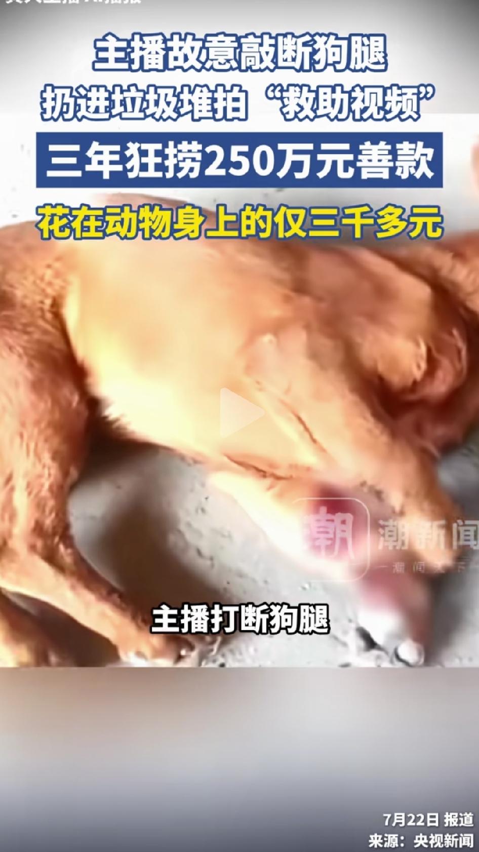 央视曝光流浪动物救助骗局。河南周口商水县，主犯李某从2022年开始，纠集一帮人租