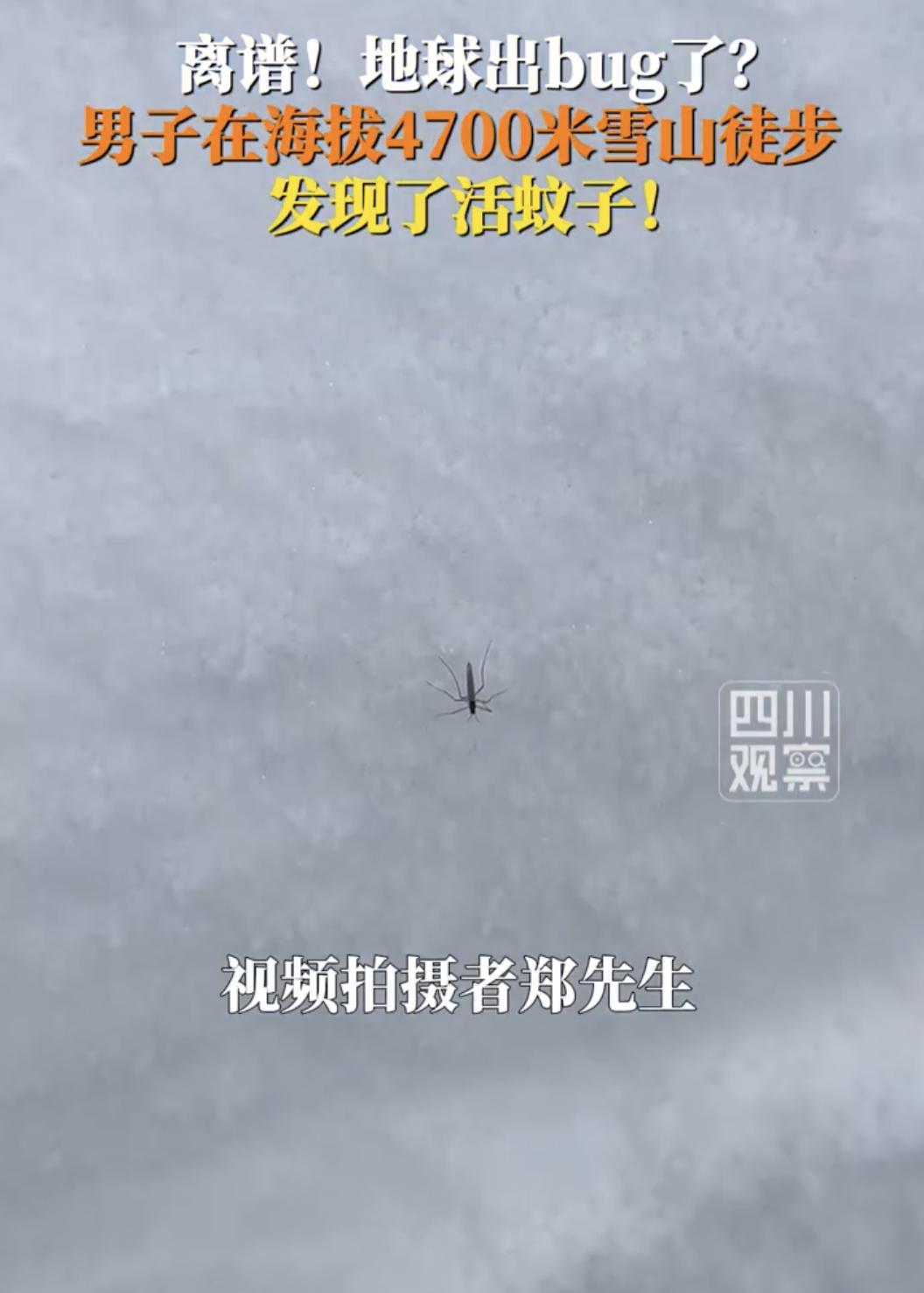 蚊子都学会生物进化了哇？男子在海拔4700米雪山发现了活蚊子，它吃的是冰雪不成？