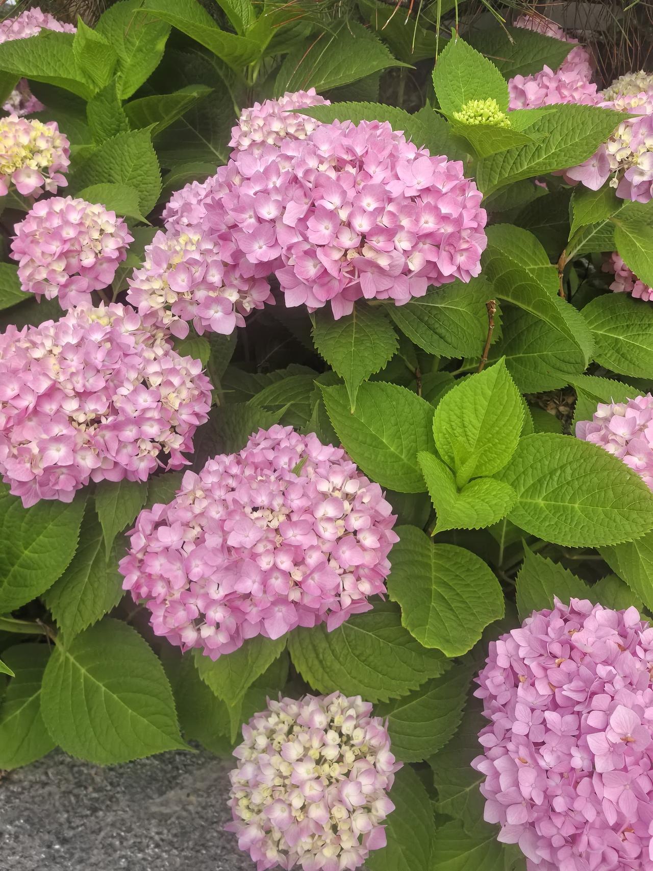 分享一张你最近拍的花