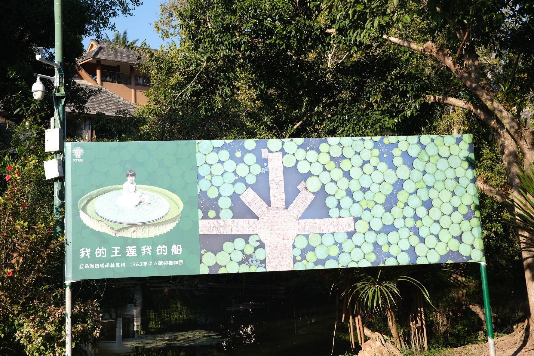 植物园里的王莲池。查了一下，王莲能承受的重量因叶片大小、健康状况以及品种等因素有