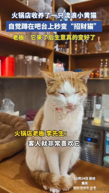 太神奇了！12月16日，重庆一流浪猫被火锅店收留，小猫自觉端坐在吧台前，任由客人