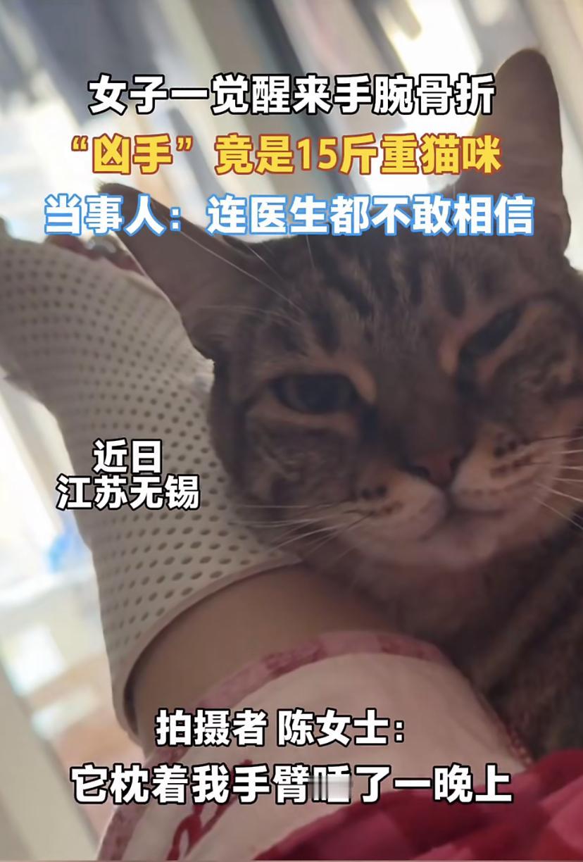江苏无锡一位妹子，睡一觉居然把手睡骨折了!罪魁祸首是她家15斤的大胖猫。那晚猫主