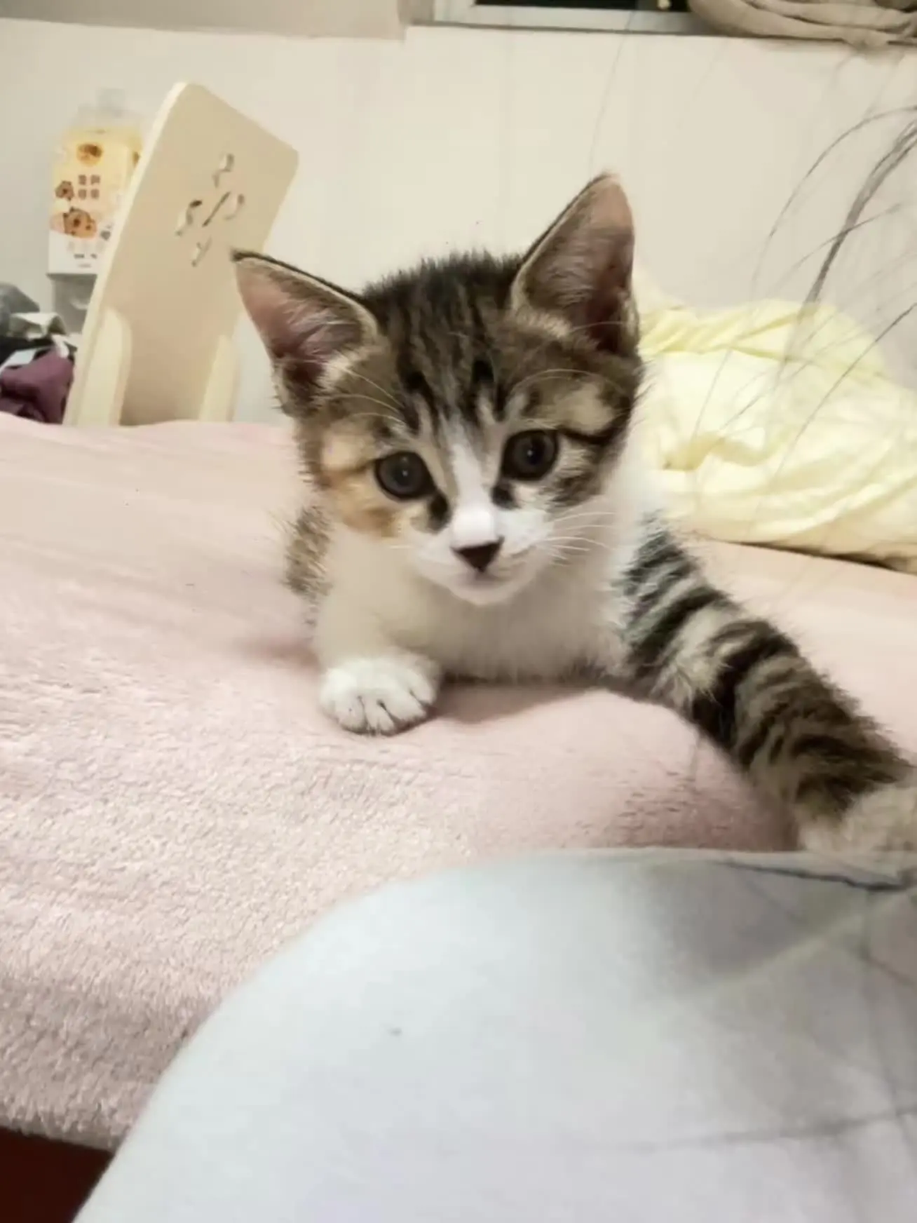 小猫不让人玩手机，小猫坏