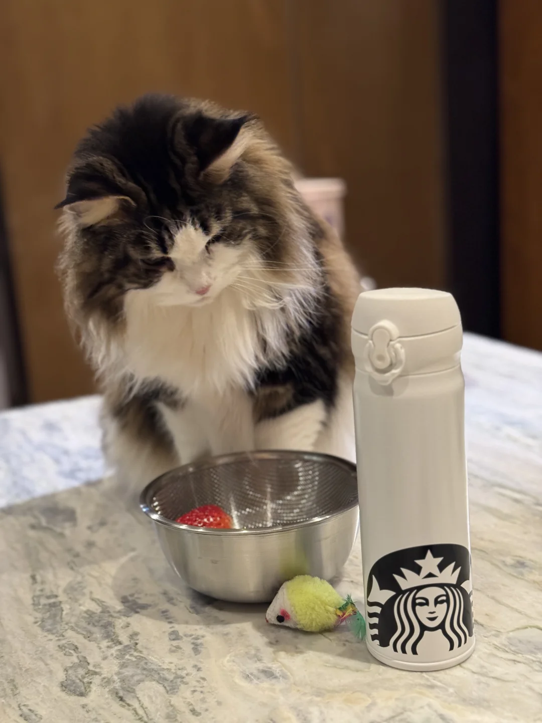 来自猫猫的爱