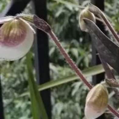 硬叶兜兰（国产本土兰花，小众耐阴）⚠️只买人工培育盆栽，野生属于保护植物，禁止采